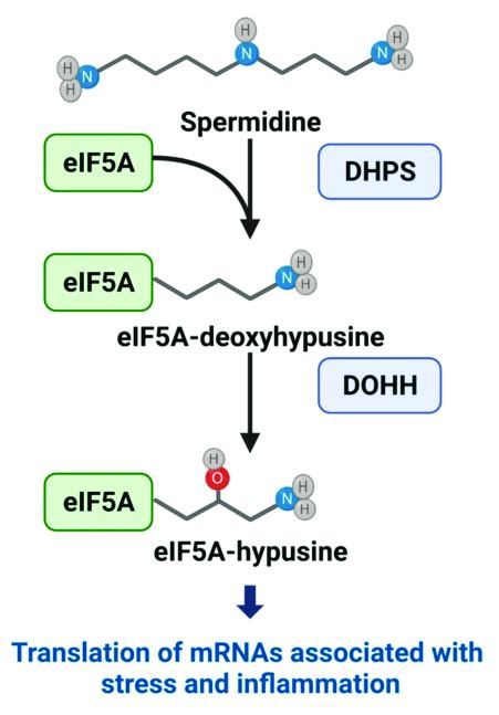 Hypusine Pathway Spermidine Is Used As A Substrate To Form