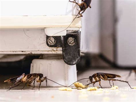 Effective Measures Against Cockroach Infestations - Rapid Response Pest ...