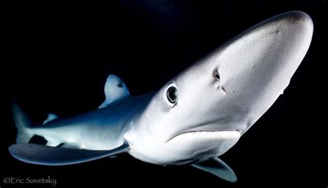 Why are sharks diving deep into the ocean's mysterious twilight zone?