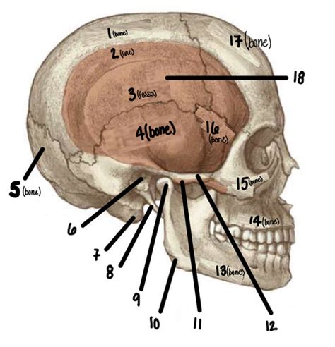 Temporomandibular Joint Flashcards Quizlet