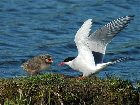 Arctic Tern Migration