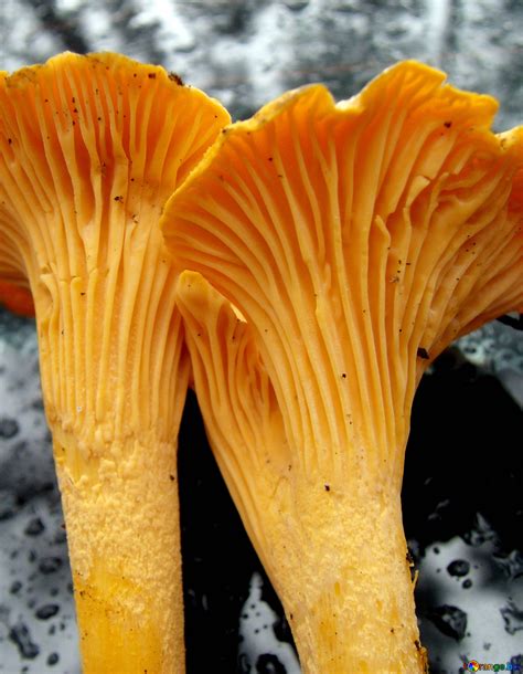 Chanterelle mushrooms free image - № 13031