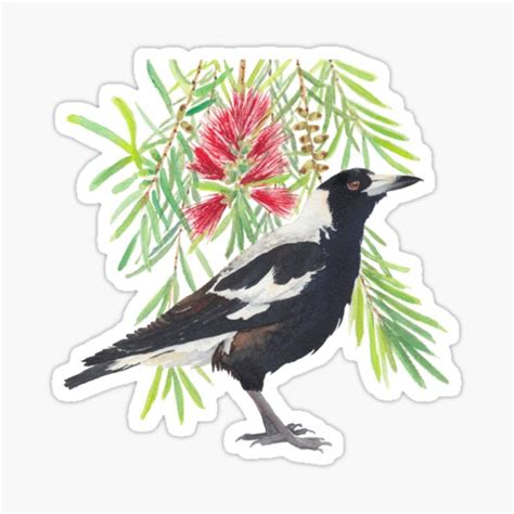 Australian Magpie And Bottlebrush Tree Branch With Red Flowers