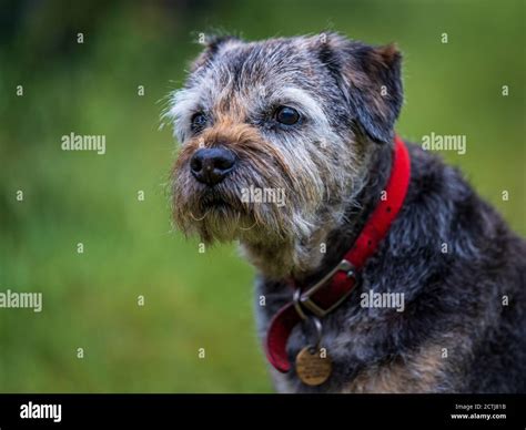 Border Terrier Dog - Mature Grizzle & Tan Male Border Terrier Stock Photo - Alamy