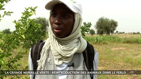 La Grande Muraille Verte la réintroduction des animaux dans le Ferlo