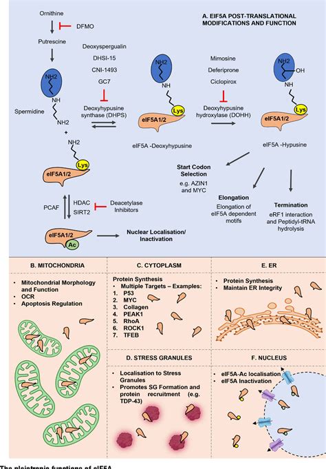 Figure From The Pleiotropic Roles Of Eif A In Cellular Life And Its