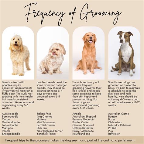 pet grooming rockford 4