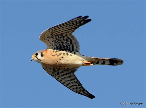 Neovista Birds And Wildlife American Kestrel The Small But Colorful