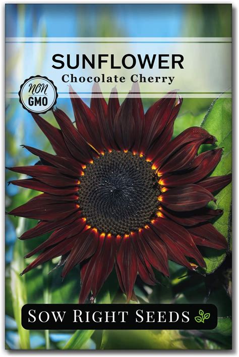 Amazon 300 Chocolate Cherry Sunflower Seeds For Planting Grow