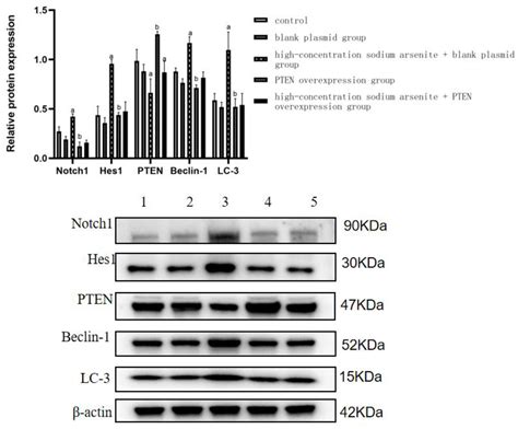 Toxics Free Full Text Pten Overexpression Alters Autophagy Levels