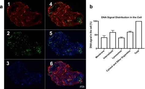 A Confocal Microscopy Of Calu Cells On The Left Column The Images