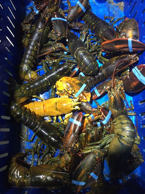 Rare yellow lobster caught off Provincetown - CapeCod.com