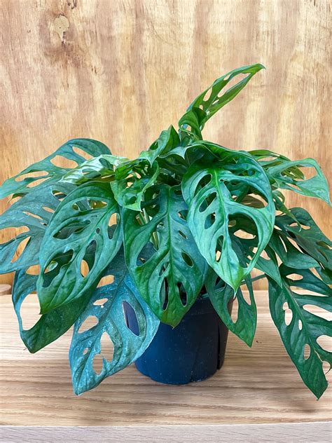 6 Philo Swiss Cheese Philodendron Swiss Cheese Etsy