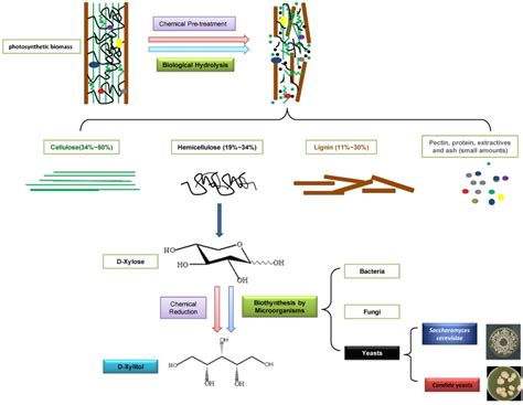 Microbial And Bioconversion Production Of D Xylitol And Its Detection