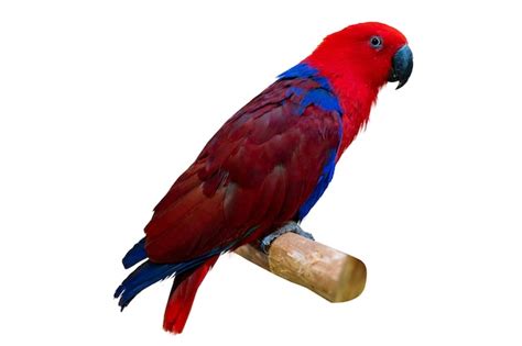 Eclectus Roratus Perico Rojo Posado En Rama Sobre Fondo Blanco Aislar