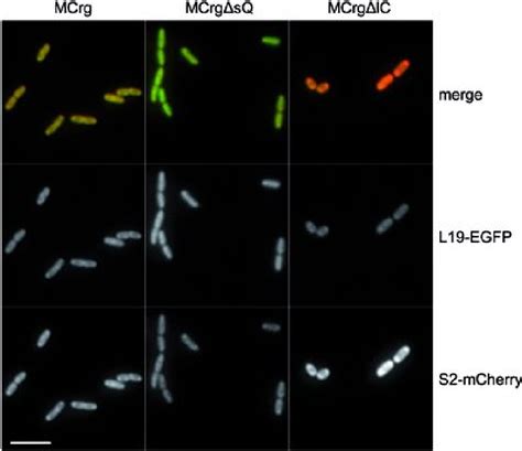 Figure 5 From Validation Of A Fluorescence Based Screening Concept To