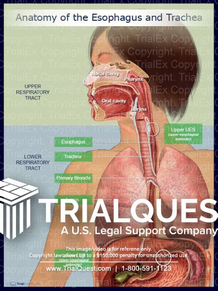 Windpipe Esophagus Diagram