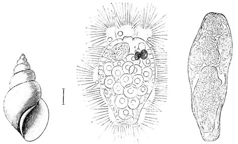 Dicrocoelium Dendriticum Life Cycle