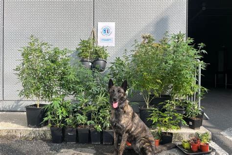 Le Havre Un chien policier découvre 36 plants de cannabis en 10 minutes