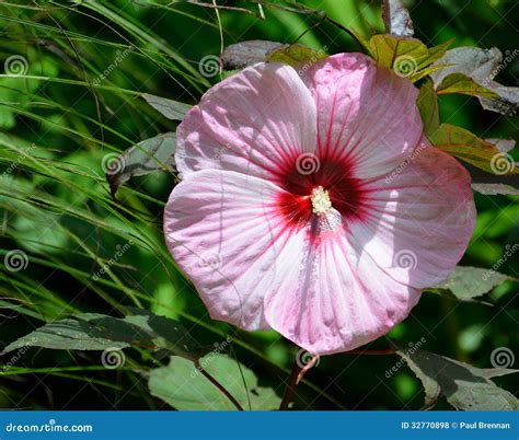 Flor Rosada Del Hibisco Foto De Archivo Imagen De Flor