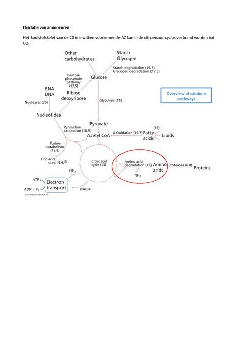 Biomoleculen H37 Samenvatting Oxidatie Van Aminozuren Het