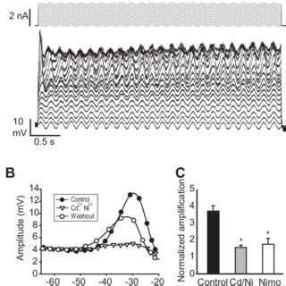 L Type Voltage Dependent Ca Channel Vdcc Amplify Voltage Signals At