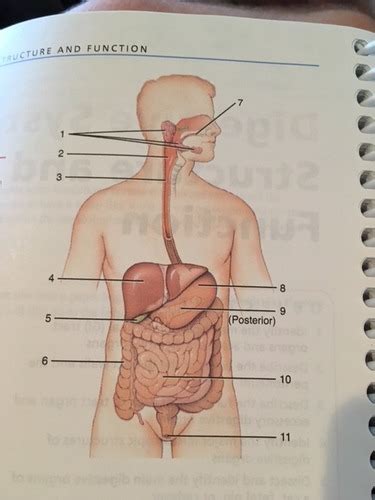 A P Ii Lab Digestive System Flashcards Quizlet