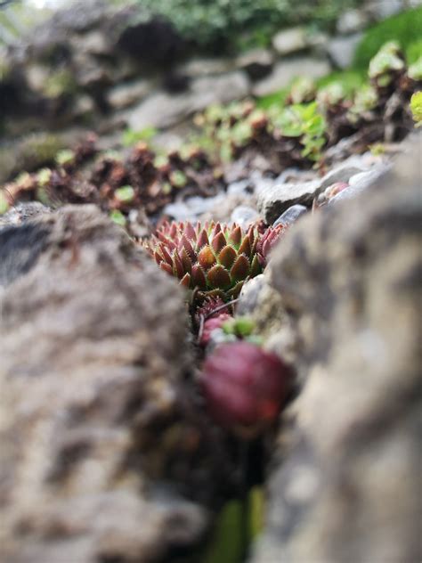 Nahaufnahme Vom Botanischen Garten In Bielefeld Close Up Cactus