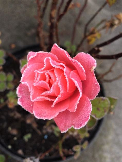 how to prune a rose bush in winter 1