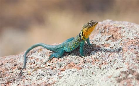 12 Types Of Lizards In Oklahoma With Pictures Reptile Jam