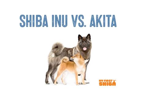 Shiba Inu Vs Akita Inu What S The Difference My First Shiba Inu