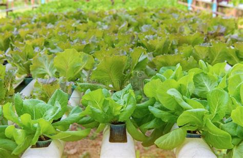 Vegetal Hidropônico Orgânico Na Exploração Agrícola Do Cultivo Foto de