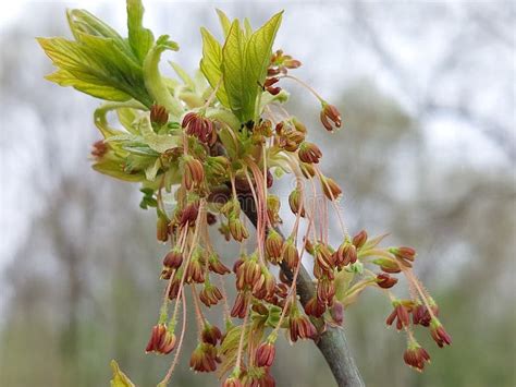 Acer Negundo Flower Stock Image Image Of Maple Boxelder 275422987