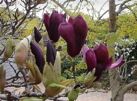 МАГНОЛИИ: Magnolia Nigra-Магнолия Nigra