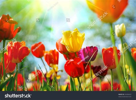 Beautiful Spring Flowers Stock Photo 24206422 Shutterstock