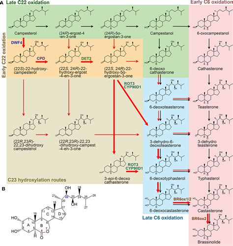 Frontiers Regulation Of Brassinosteroid Homeostasis In Higher Plants