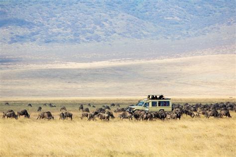 Temporadas De Safari En Tanzania Nomadatrek