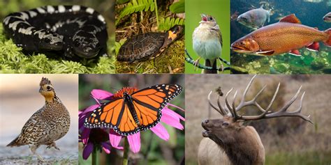 Spotlight on Seven Species for National Wildlife Day, Sept. 4 - North ...