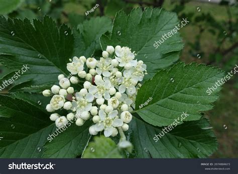 Beginning Florescence Sorbus Aria Tree May Stock Photo 2074884673 | Shutterstock