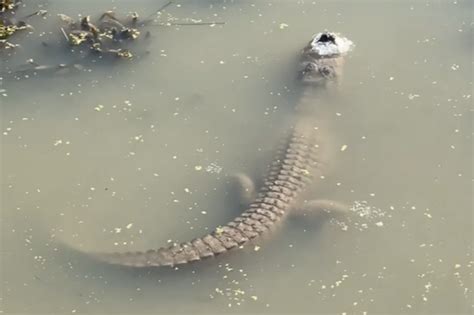 Are alligators really frozen in Houston-area lake?