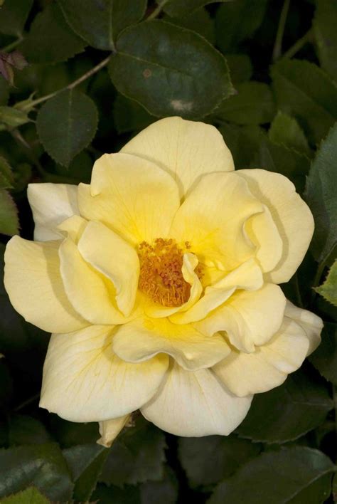 'Carefree Sunshine' | Shrub Rose. William J. Radler (United States ...