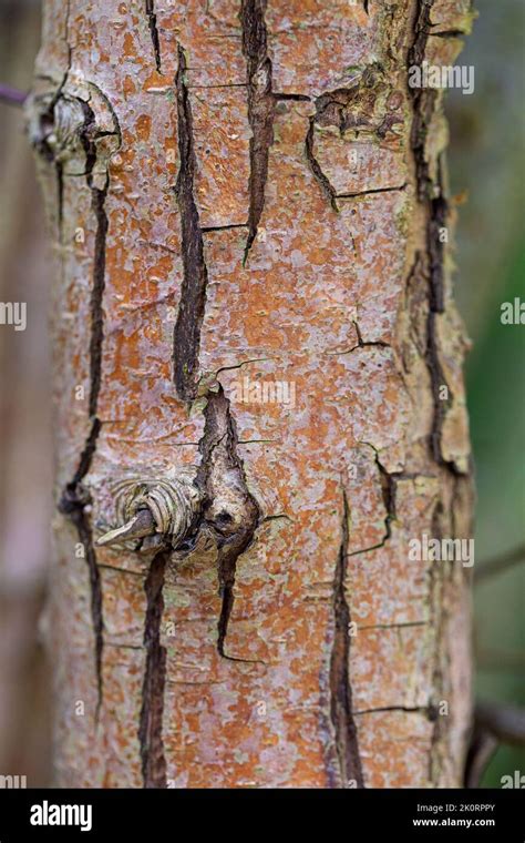 Crataegus laevigata bark Stock Photo - Alamy