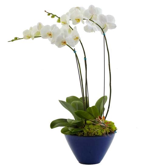 White Orchids | White Orchid Plant | FromYouFlowers