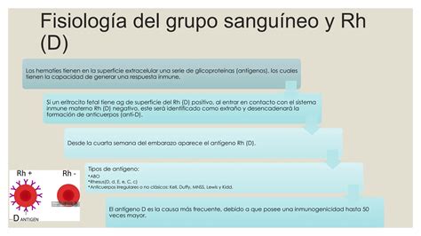 Proceso Inmunologico De La Isoinmunizacion Rh Ppt Descarga Gratuita