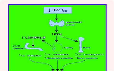 Showing Endocrine Regulation Of Ca ECF A PTH Stimulates The