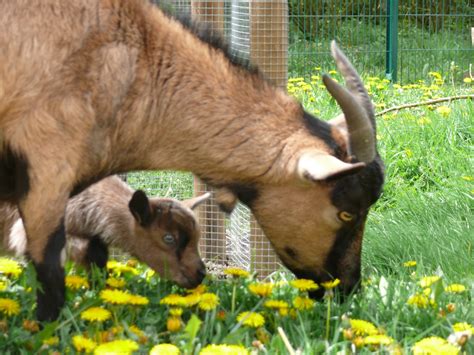 Tiere Als Begleiter Tiergest Tzte Therapie P Dagogik