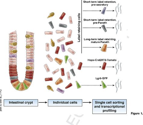 Figure From Singling Out Intestinal Epithelial Stem Cells Semantic