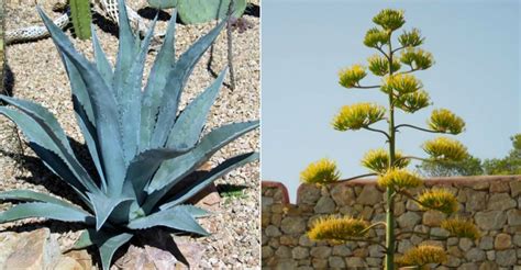 Agave americana (Century Plant) - World of Succulents