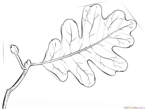 Draw An Oak Leaf