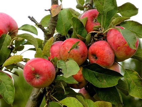 Äpfel Rot Apfelbaum Kostenloses Foto auf Pixabay Pixabay